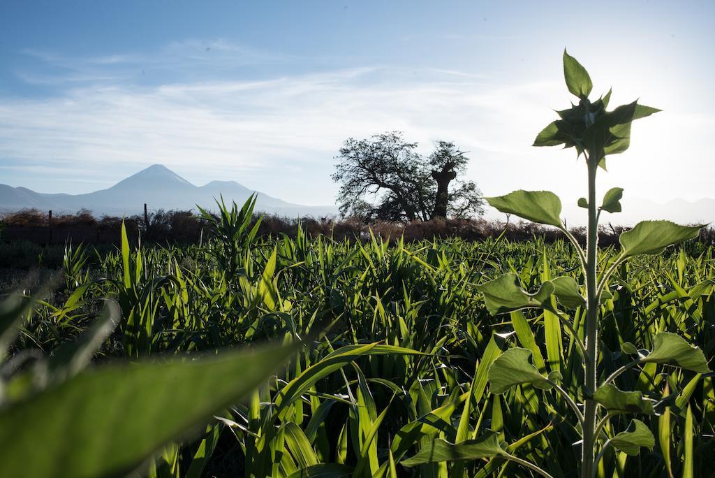 Planeta Atacama Lodge 산 페드로 데 아타카마 외부 사진